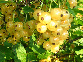 Смородина белая Голландская белая