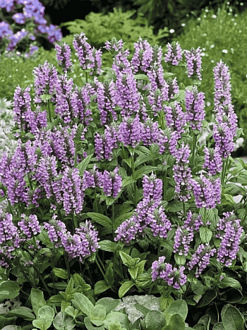 Котовник жилковый Pink Kat