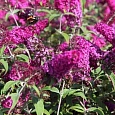 Буддлея давида Miss Ruby