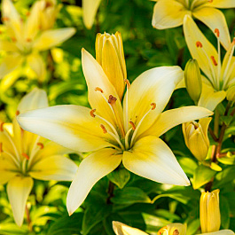 Лилия азиатская Полианна НАБОР 2ШТ (2+2)