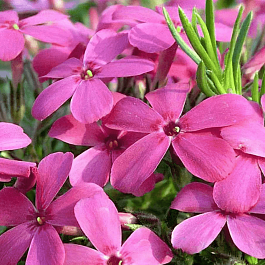 Флокс дугласа 'Waterloo'