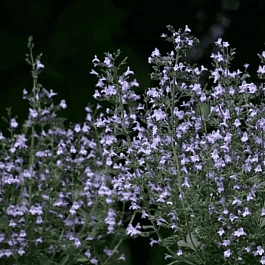 Душевик котовниковый