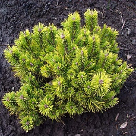 Сосна горная Офир