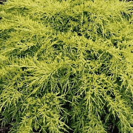 Можжевельник средний King of Spring