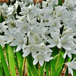 Пушкиния Libanotica Alba