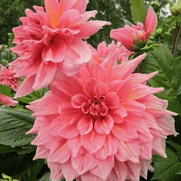 Георгина Otto's Thrill