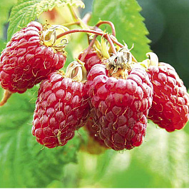 Малина традиционная Ляшка Малина традиционная Ляшка