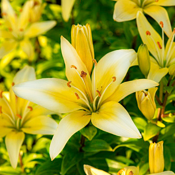 Лилия азиатская Полианна НАБОР 2ШТ (2+2)