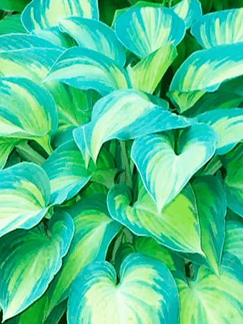 Хоста Super Nova