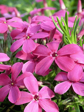 Флокс дугласа 'Waterloo'