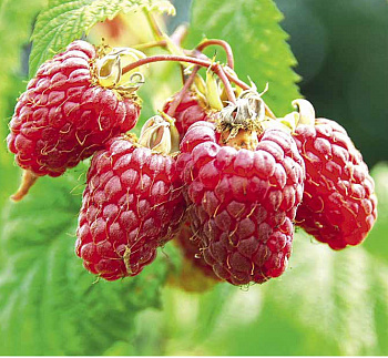 Малина традиционная Ляшка