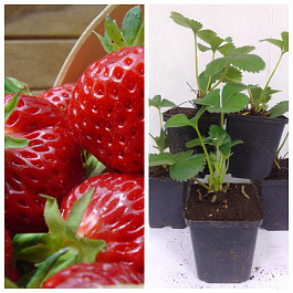 Земляника садовая Манилл НАБОР 5ШТ