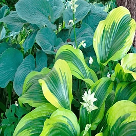 Хоста Fortunei Aureomarginata