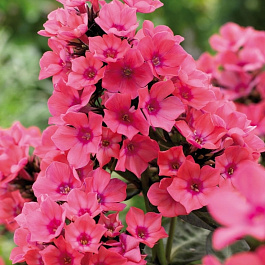 Флокс метельчатый Виндзор