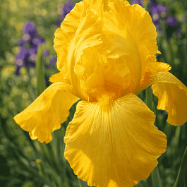 Ирис германский Ola Kala