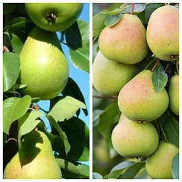 Дерево-сад (5 летка) груша 2 сорта Память Жегалова-Чижовская Дерево-сад (5 летка) груша 2 сорта Память Жегалова-Чижовская
