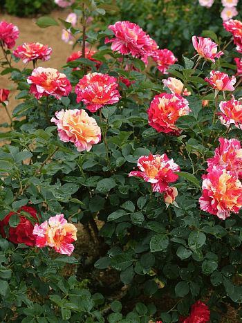 Роза Чайно-гибридная Maurice Utrillo