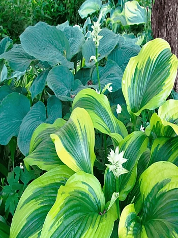 Хоста Fortunei Aureomarginata