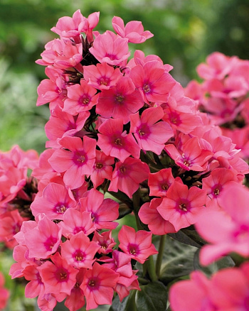 Флокс метельчатый Виндзор