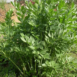 Любисток Удалец