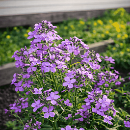 Вечерница Матроны