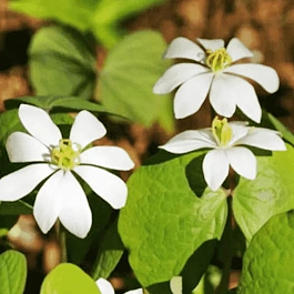 Джефферсония двулистная