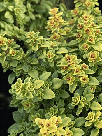 Тимьян блошиный Archers gold