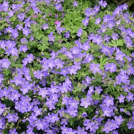 Герань садовая Johansons Blue