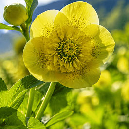 Морозник восточный Double Yellow