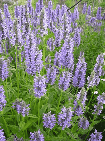 Котовник жилковый Blue Moon