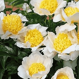 Пион Moon of Nippon