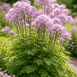 Василистник Делавея Nimbus Pink