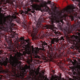 Гейхера Dark Mystery