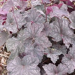 Гейхера гибридная Вельвет Найт