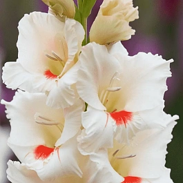 Гладиолус Ajax