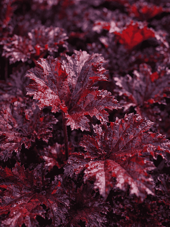 Гейхера Dark Mystery