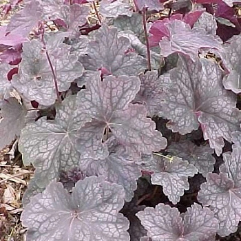 Гейхера гибридная Вельвет Найт