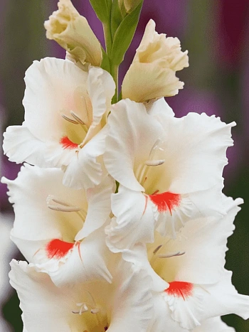 Гладиолус Ajax