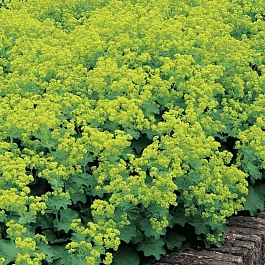 Манжетка мягкая Triller