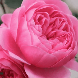 Роза чайно-гибридная Eva