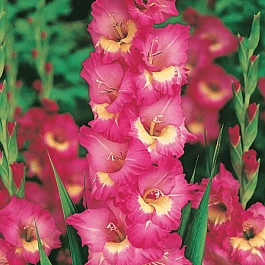 Гладиолус Windsong