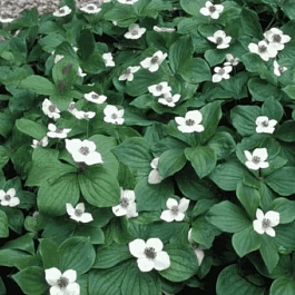 Дерен канадский