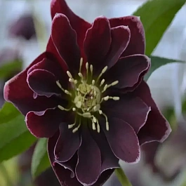 Морозник гибридный Double Aubergine White Edge