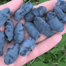 Жимолость плодовая Бакчарский Великан