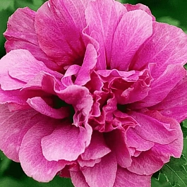 Гибискус Сирийский  Duc de Brabant