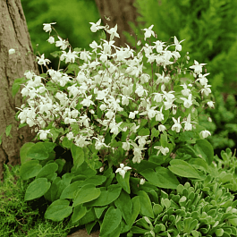 Горянка Юнга Niveum