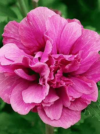 Гибискус Сирийский  Duc de Brabant