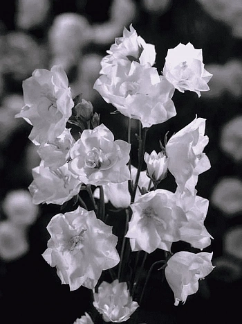 Колокольчик персиколистный La Bonne Amie