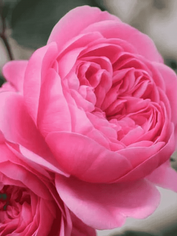 Роза чайно-гибридная Eva