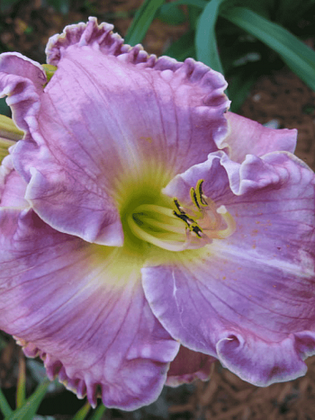 Лилейник Big Blue